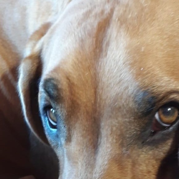 ridgebackgal2